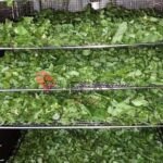 DIFFERENT LEAVES DRYING PROCESS