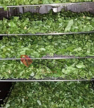 DIFFERENT LEAVES DRYING PROCESS
