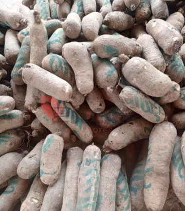 YAM TUBERS