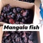 MANGALA FISH