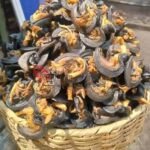 NEATLY SORTED SNAILS