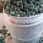 NEATLY WASHED FRESH PEREWINKLE