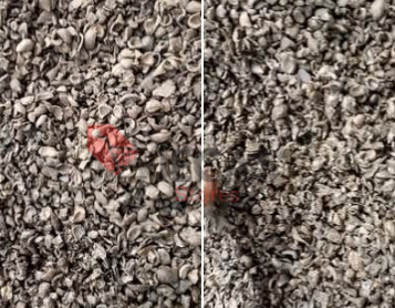 Dry palm kernel shells used as biomass fuel in energy and industrial applications