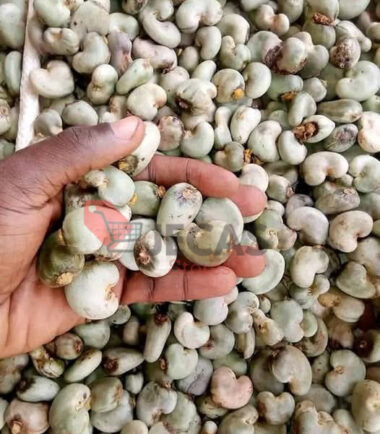 RAW CASHEW NUTS